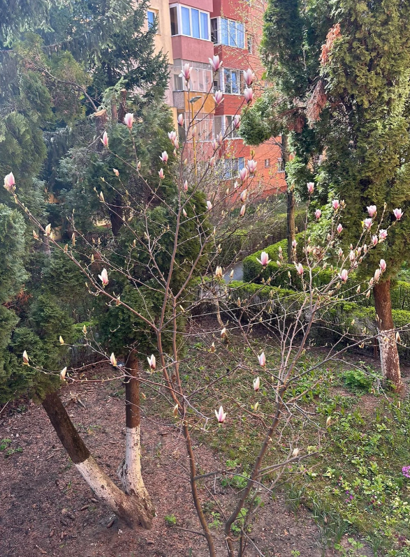 Ap. 3 camere • Brașov